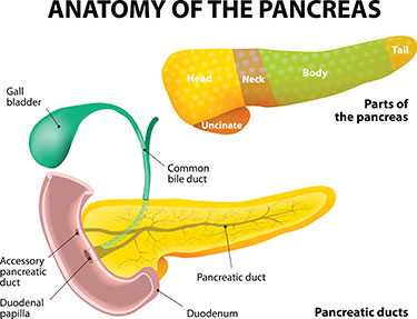 Anatomy-of-Pancreas