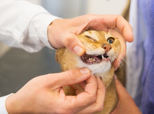 Animal Bites - Willis Knighton Health - Shreveport - Bossier City - Ark ...