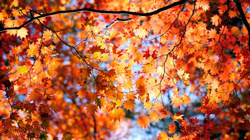 Autumn Leaves - Willis-Knighton Health System