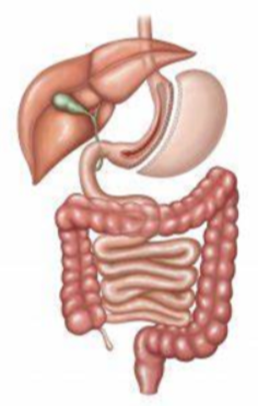 Sleeve Gastrectomy Sleeve Gastrectomy
